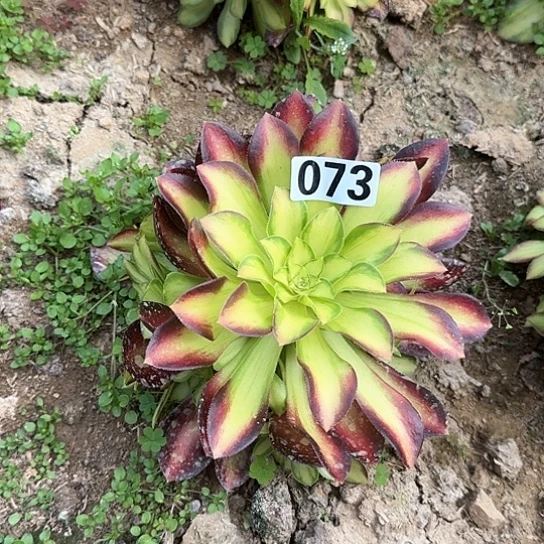 多肉植物绍华073号小苗