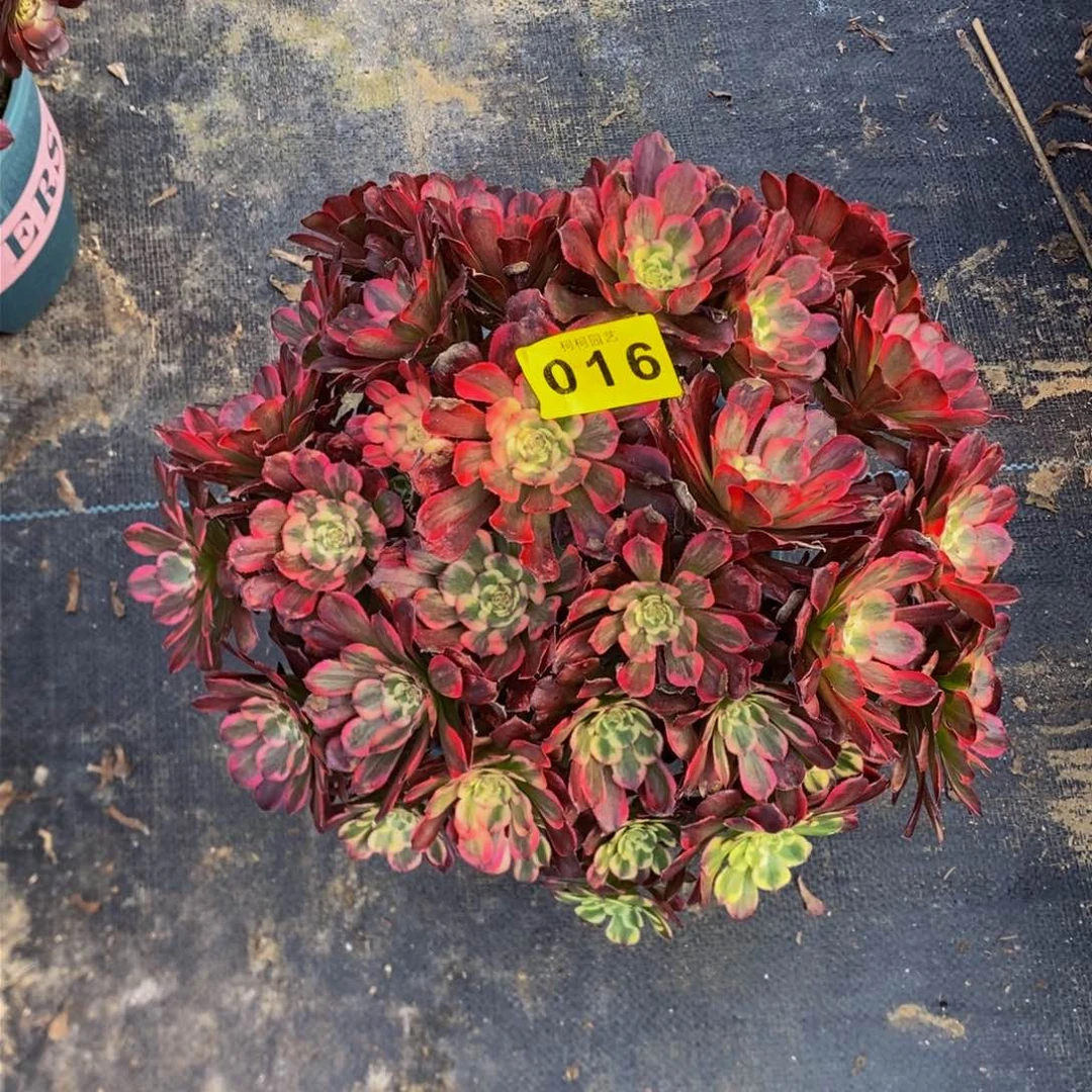 与**争多肉000016烟花
