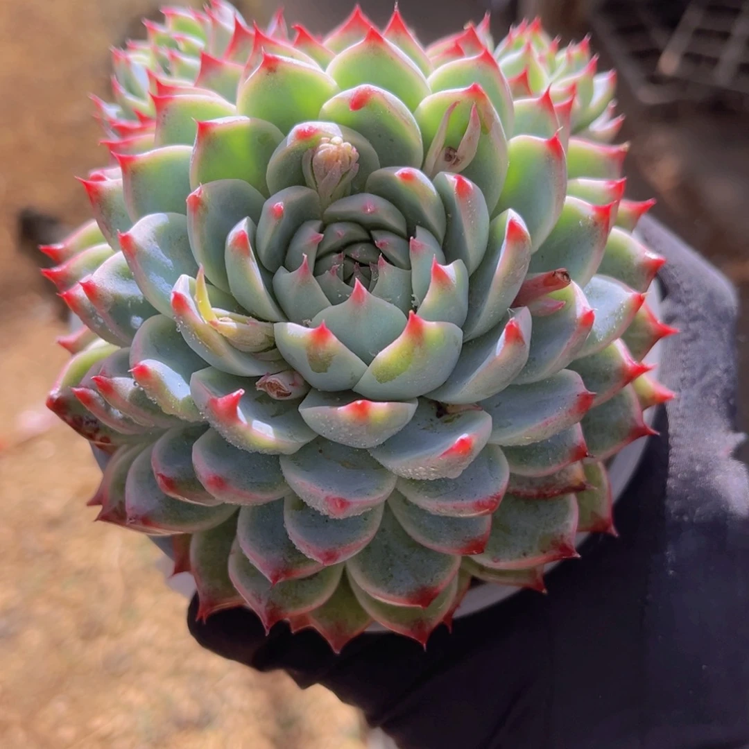 桃夭11公分999888899