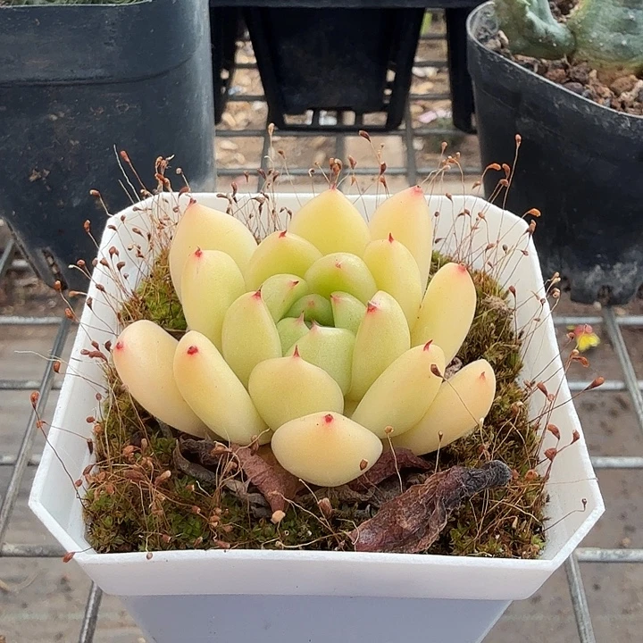 小精品带盆7仙人球