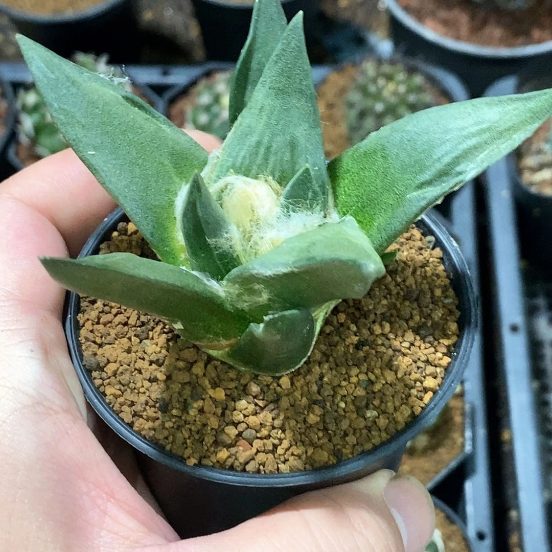 孤品实生特选宽叶龙牙牡丹10.2cm