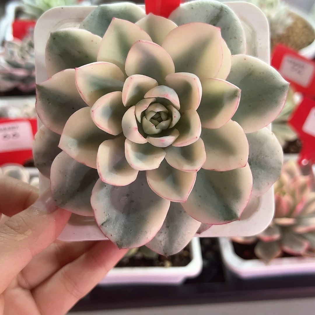 79号奶油黄桃宽锦多肉植物