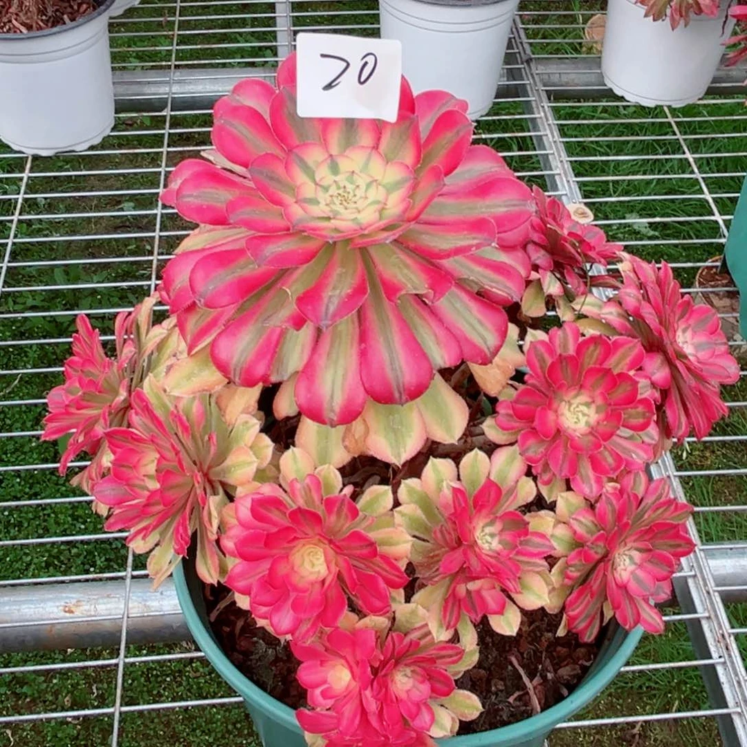 一物一拍多肉法师20