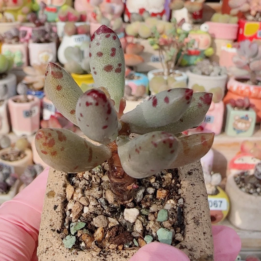T魔法棒盆口3.5cm