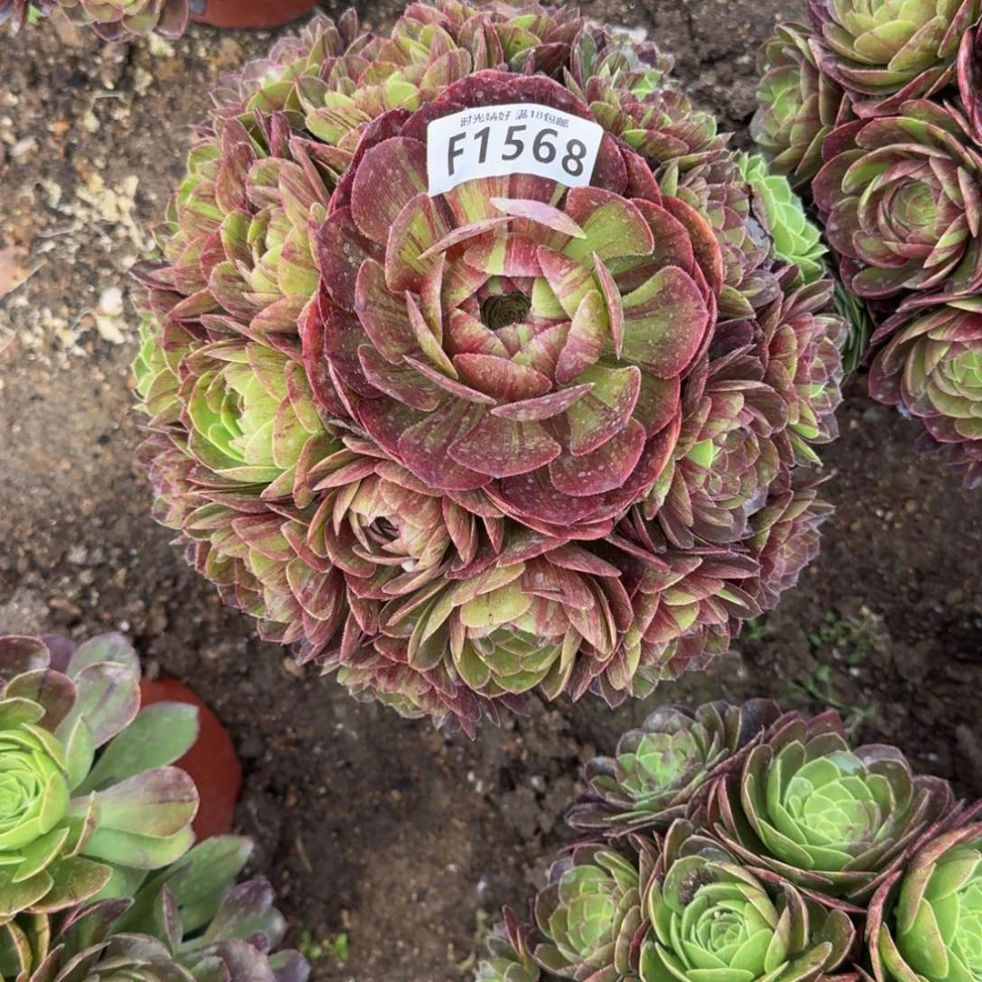 ?*丫1568花月夜多肉植物