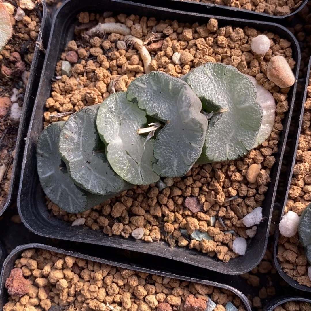 一颗牛逼玉扇。