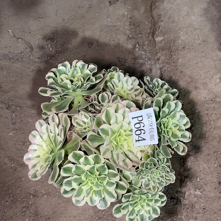 664白凤多肉植物