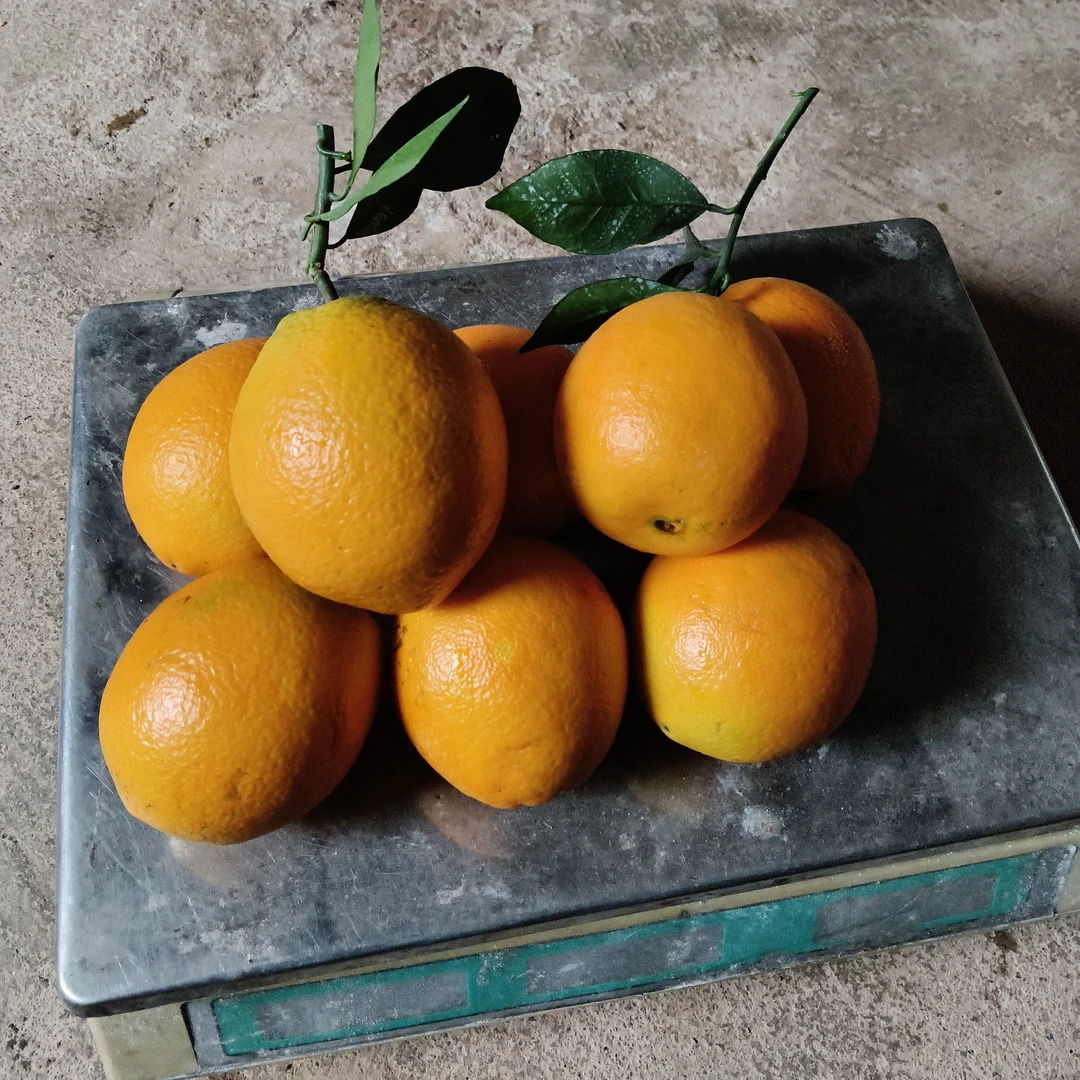 正宗赣南脐橙8个果试吃果现摘现发