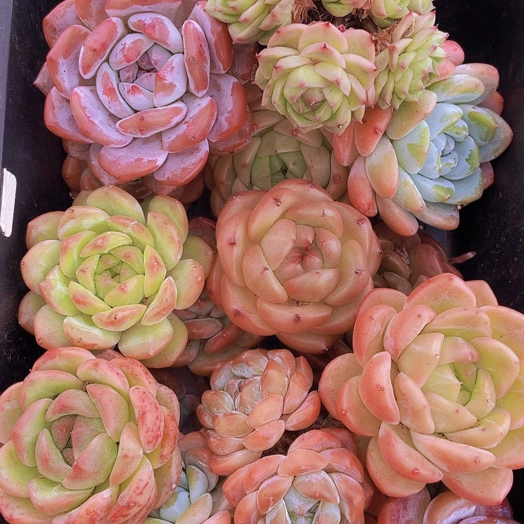 000002量拍保底20颗，大
