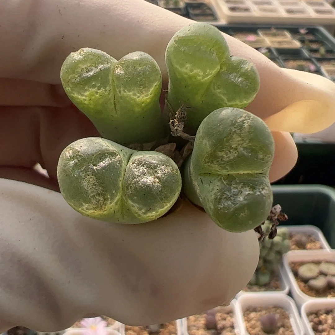 h328 好看的多肉冲冲冲