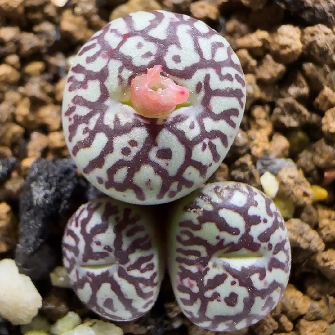 11.24。714墨冠幅1.9cm。5023