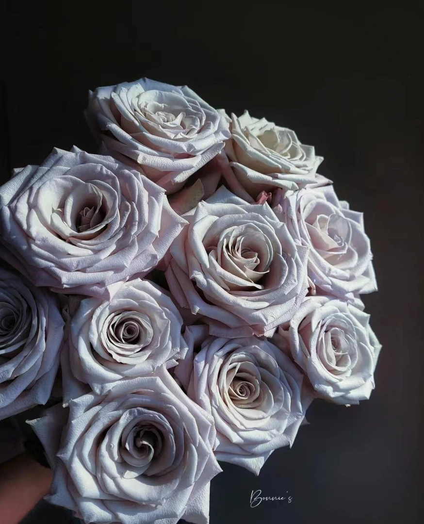 【曼塔】玫瑰 同一地址任意两单加配草一扎