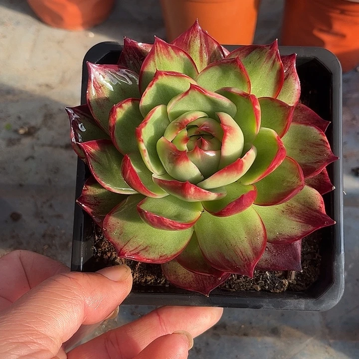 惊鸿仙子多肉植物222