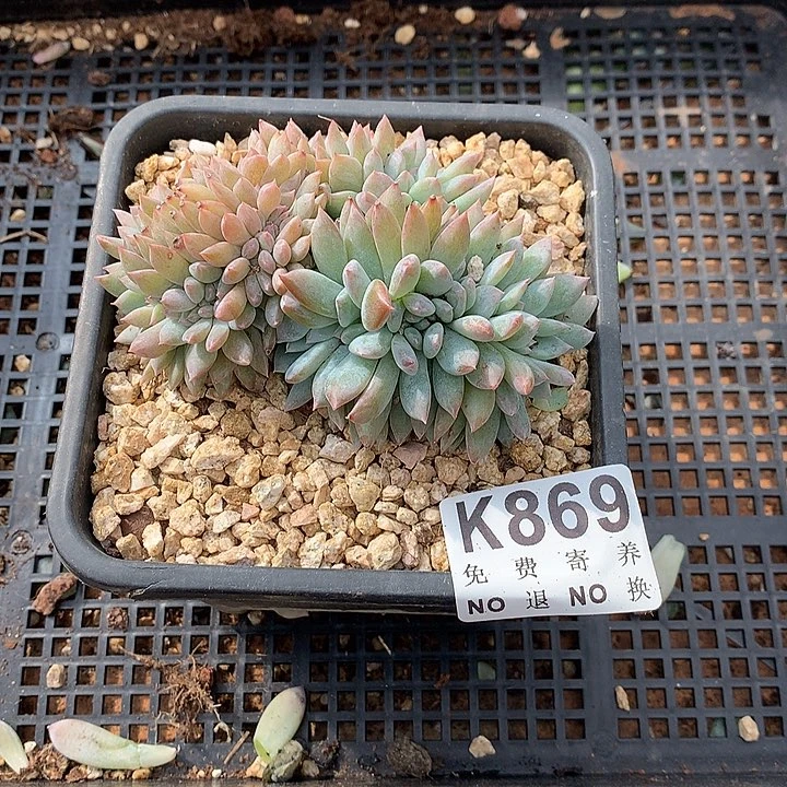橙子缀化 默认侧切