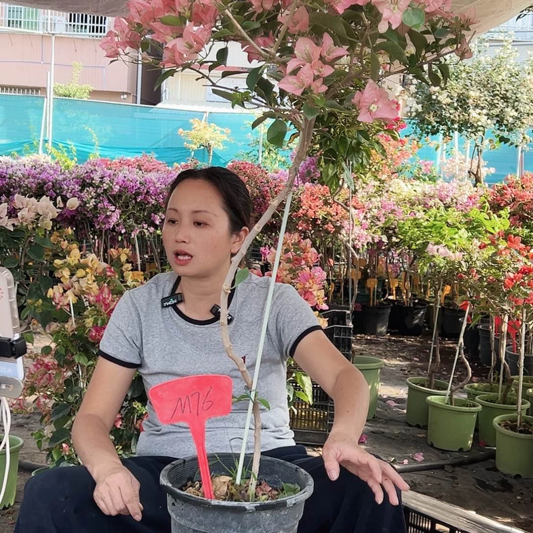 唯***一大部分花苞少量开放M76卡亚塔