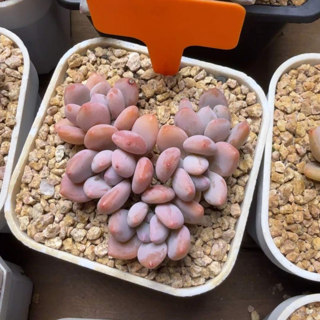 珍舞奶酪111111111111111