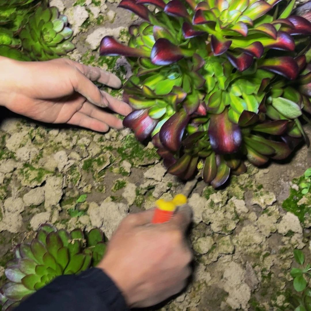 花纳多肉植物捧花新品