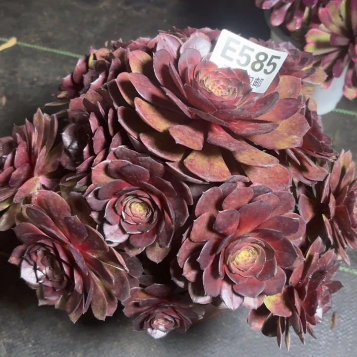 瑞妈一物一拍585