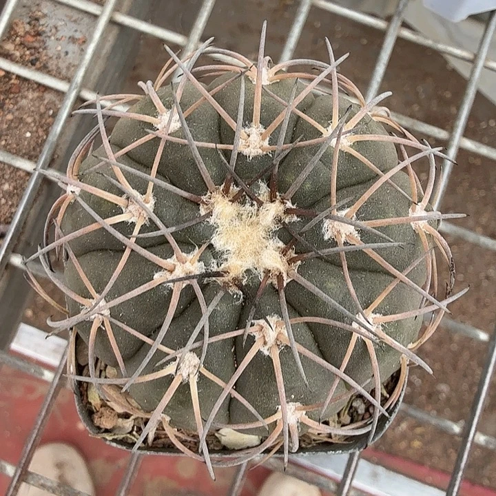 实生天平单头5仙人球