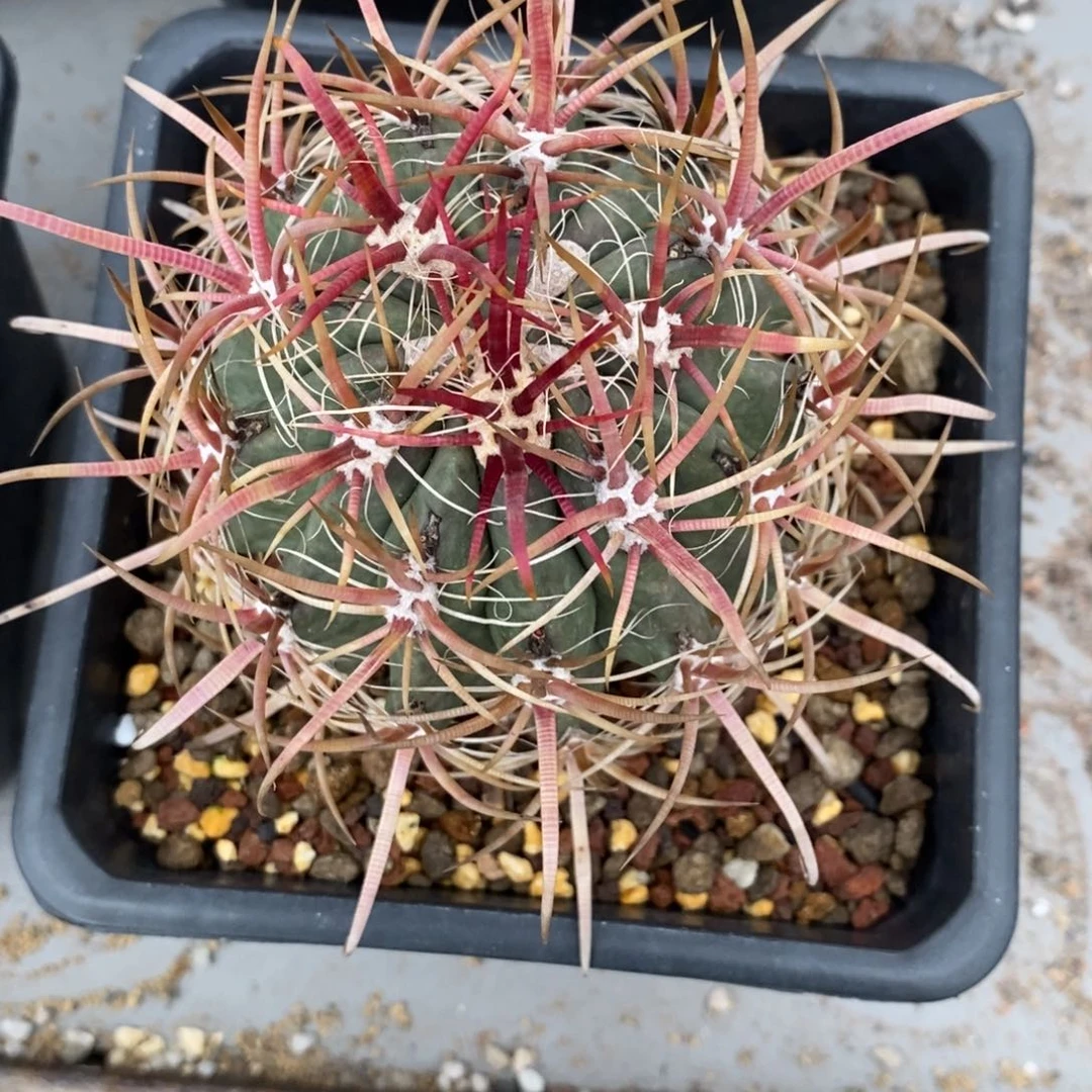 璀***生神龙玉仙人球仙人球