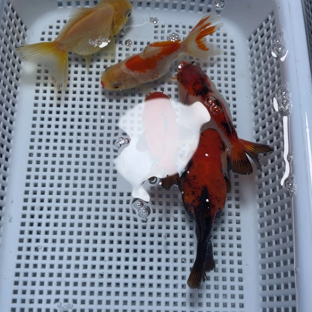 海水鱼花泰狮金鱼42