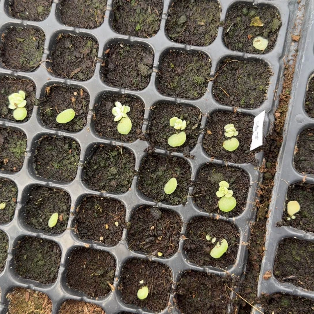 清梦穴一个满25包邮