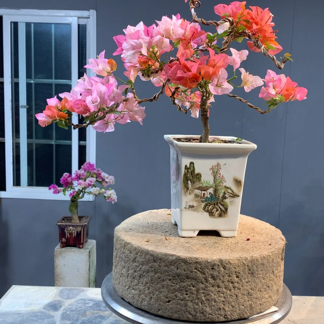 大量花朵（建议范围：8朵-15朵 或40%以上）