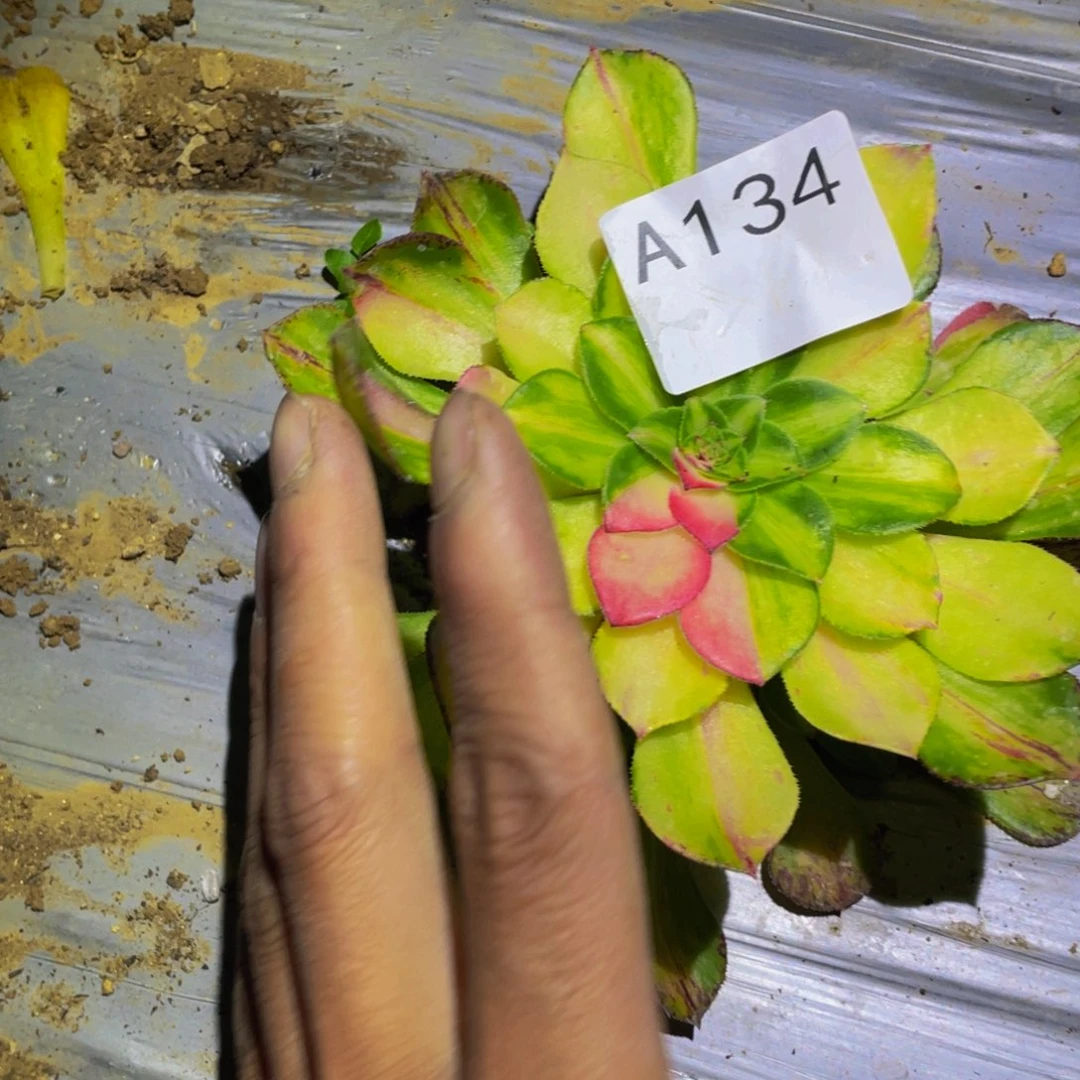 知否多肉植物多肉134
