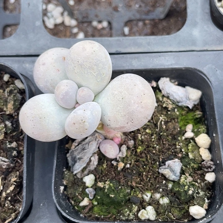 蛋黄奶随机发满18包邮