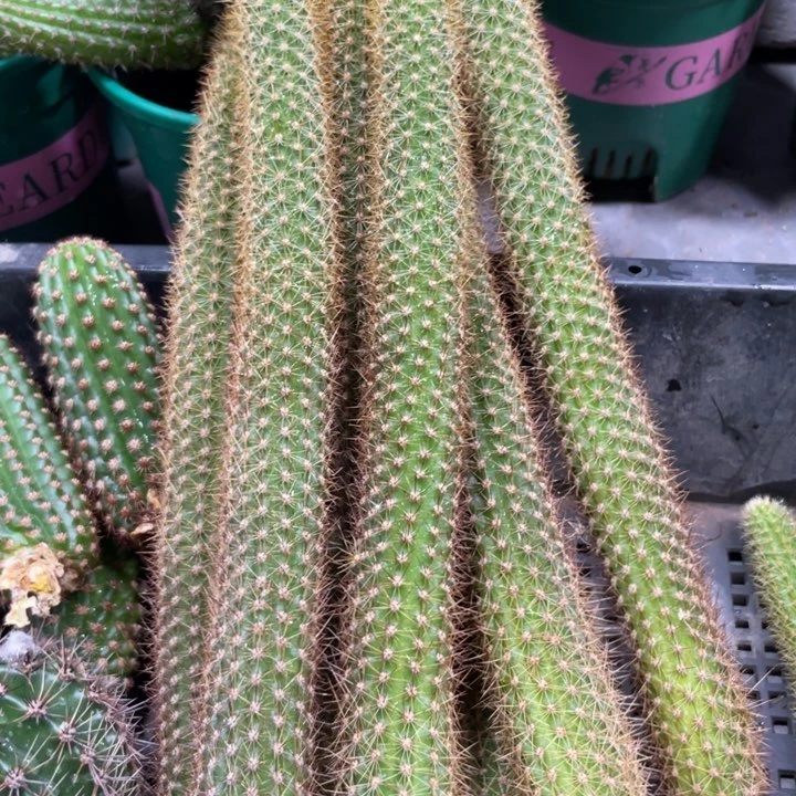 新品金妞玛丽珍黄侧芽15公分