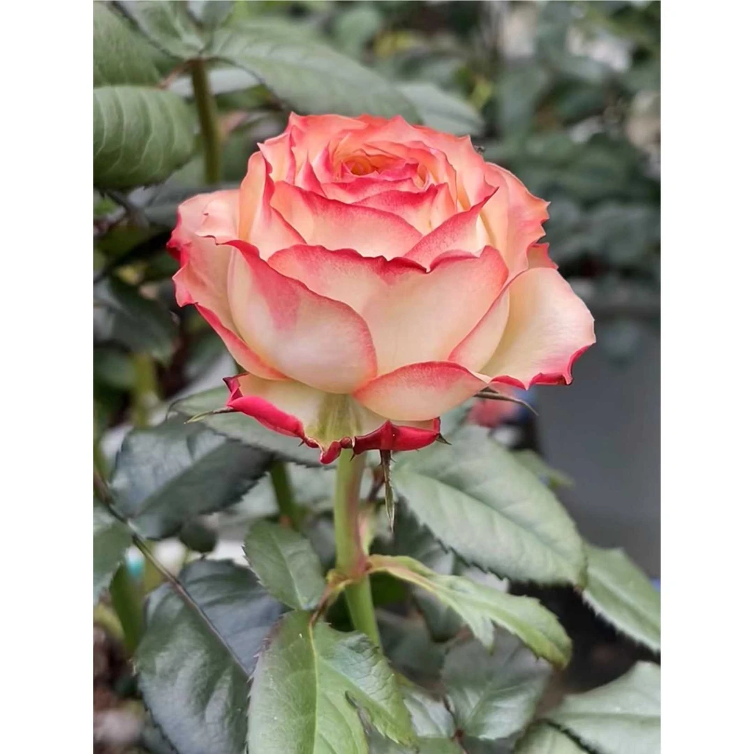 【3棵包邮】超新品菲拉灌木月季 四季开花盆栽地栽月季抗病耐热