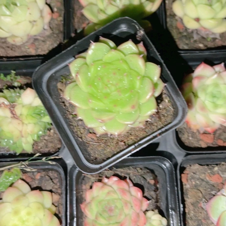 爱***壳187 带陶瓷盆发货 满28包邮
