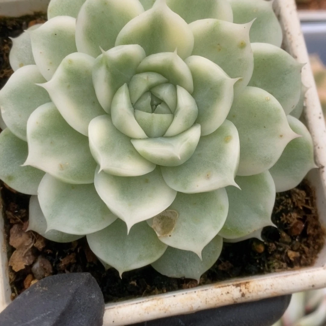 015白瓷麦杆锦锦锦锦锦锦