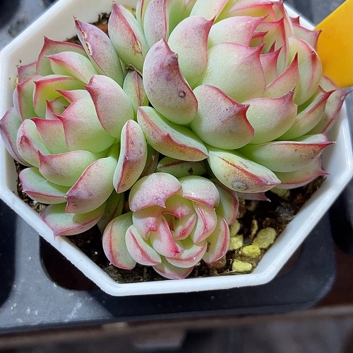 多肉植物勾魂群2112