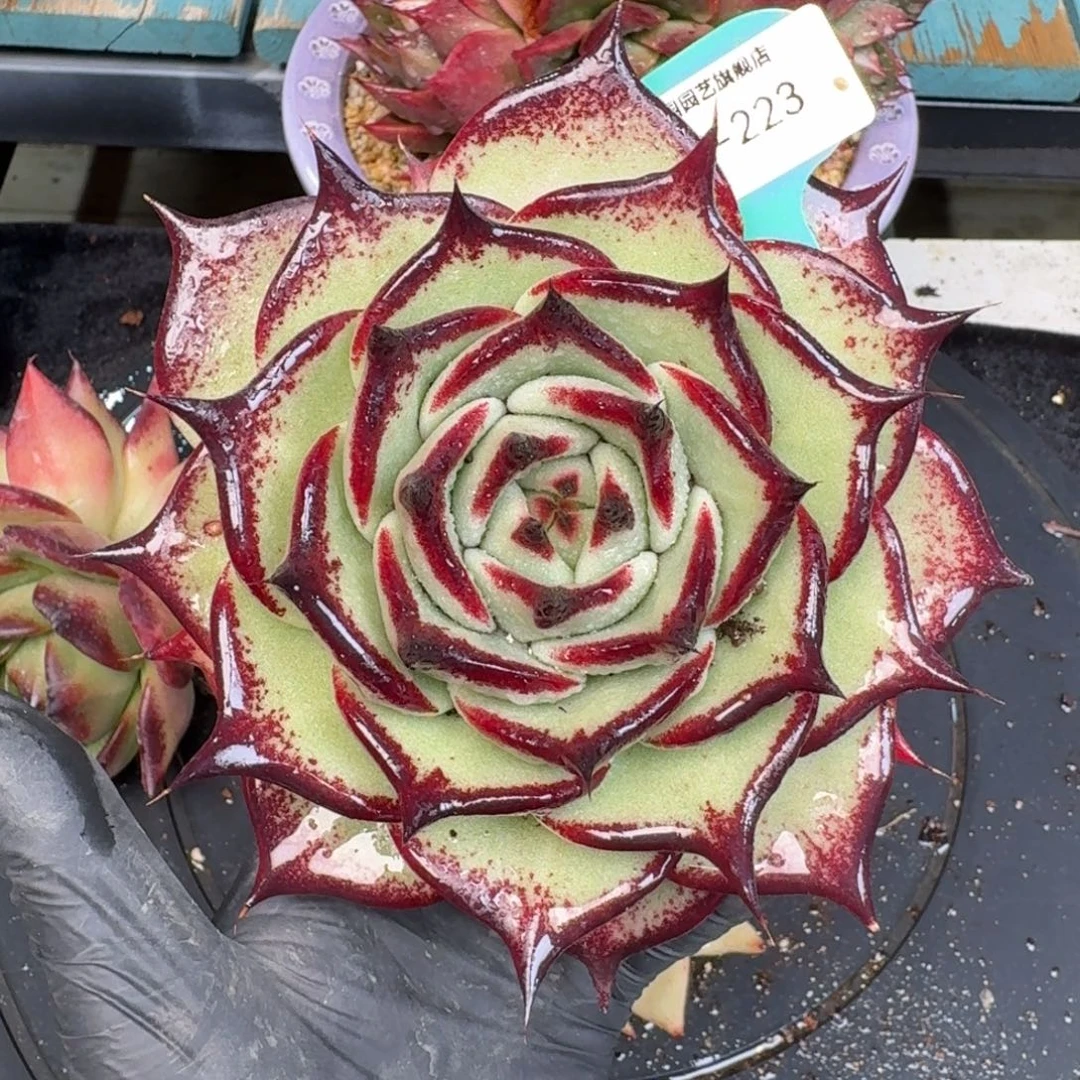 从前慢多肉精选编号1226.223