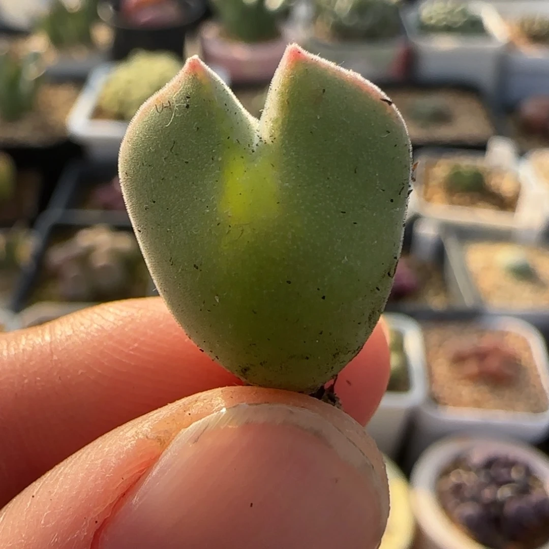 新年快乐多肉送福63号