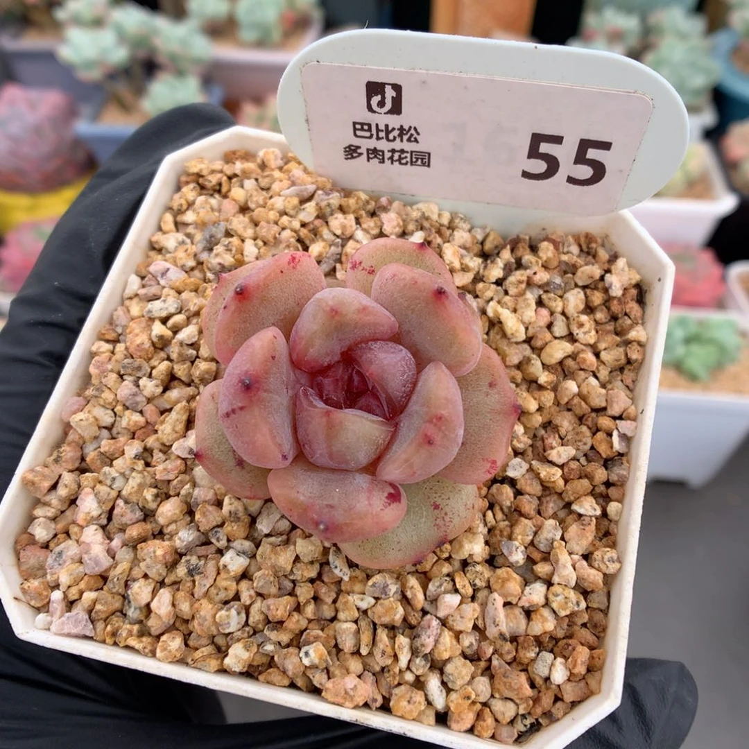 55 红色恋人多肉