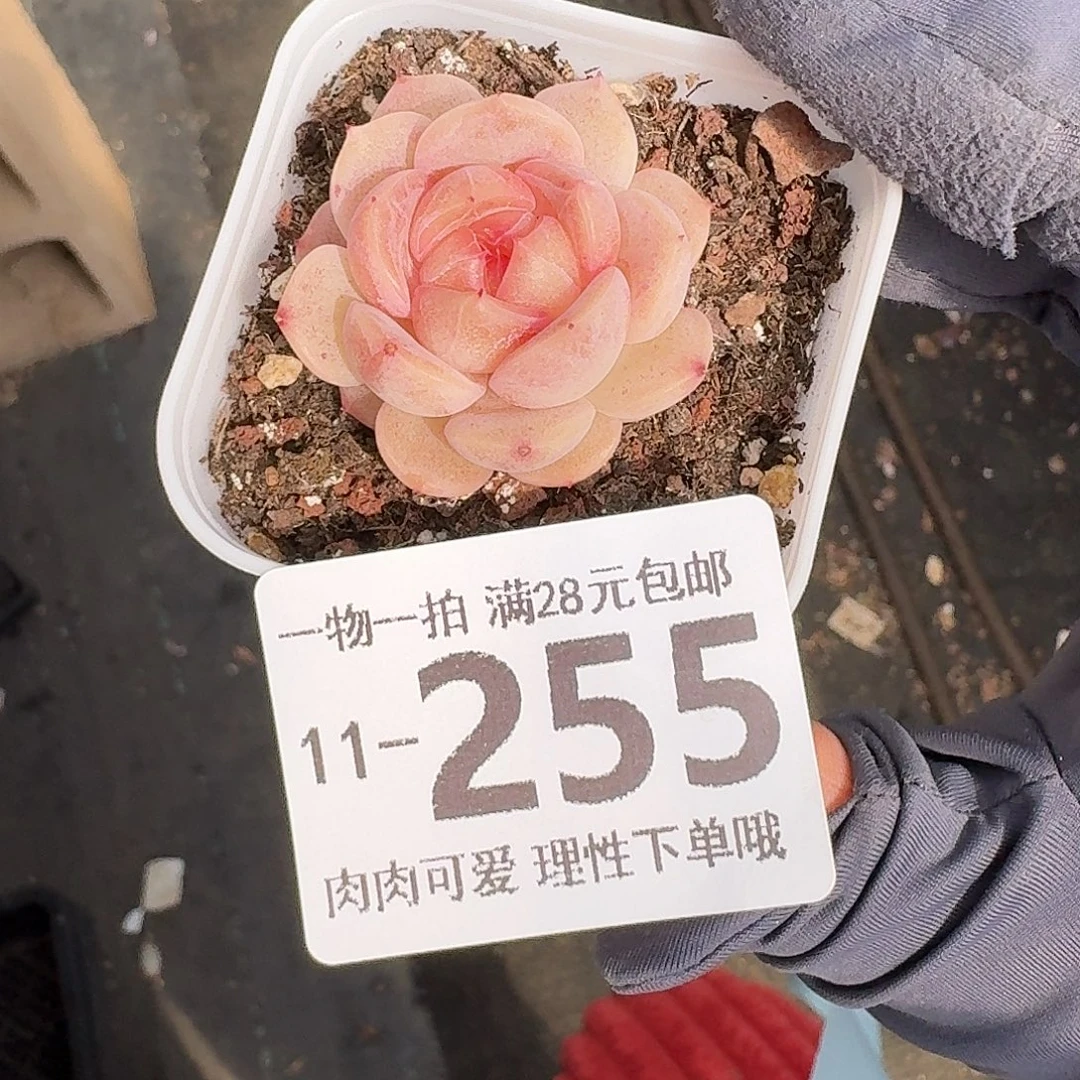 不***鱼蜜桃甜心无盆无发货