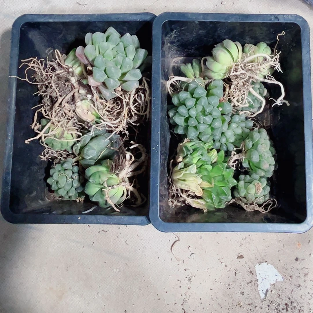 特价多肉植物新手好养