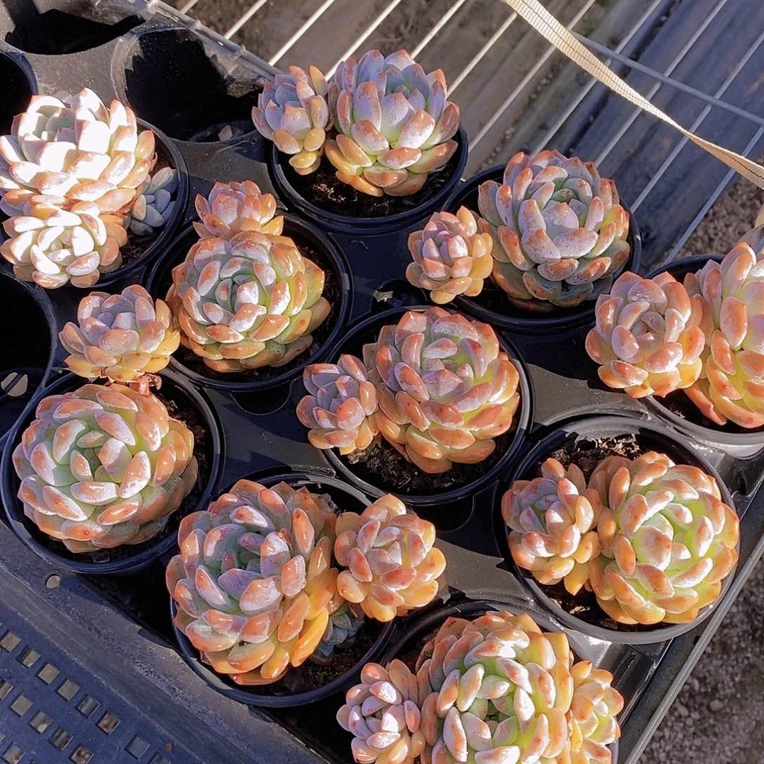 28-61-福利墩墩梦露一颗量拍