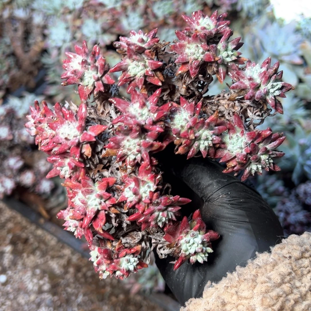 6733哈哈哈哈哈哈哈哈