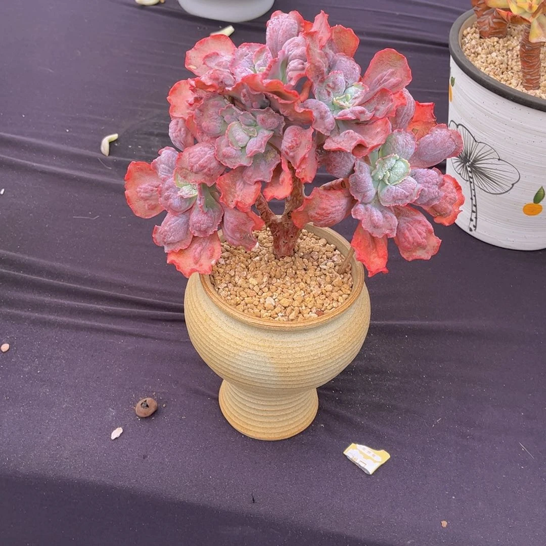 小*男爵带盆物流到付