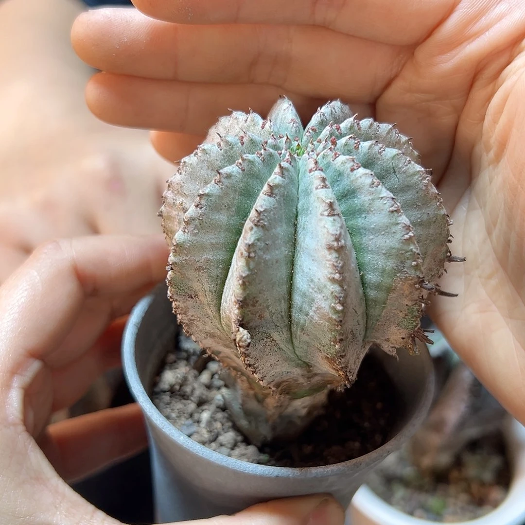 实生白衣魁伟玉5.5公分带盆