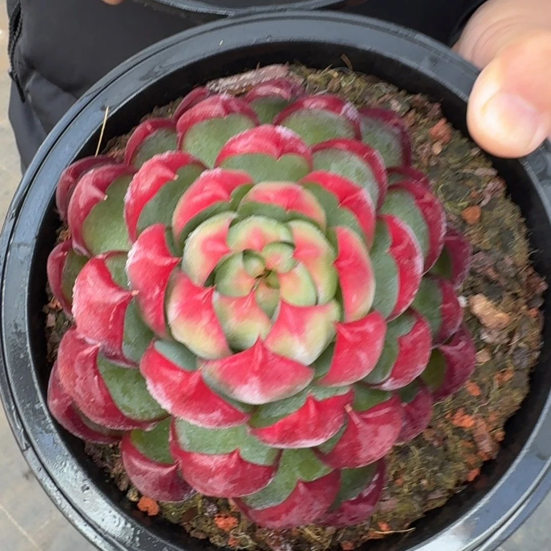 从前慢花园多肉编号-惊鸿仙子