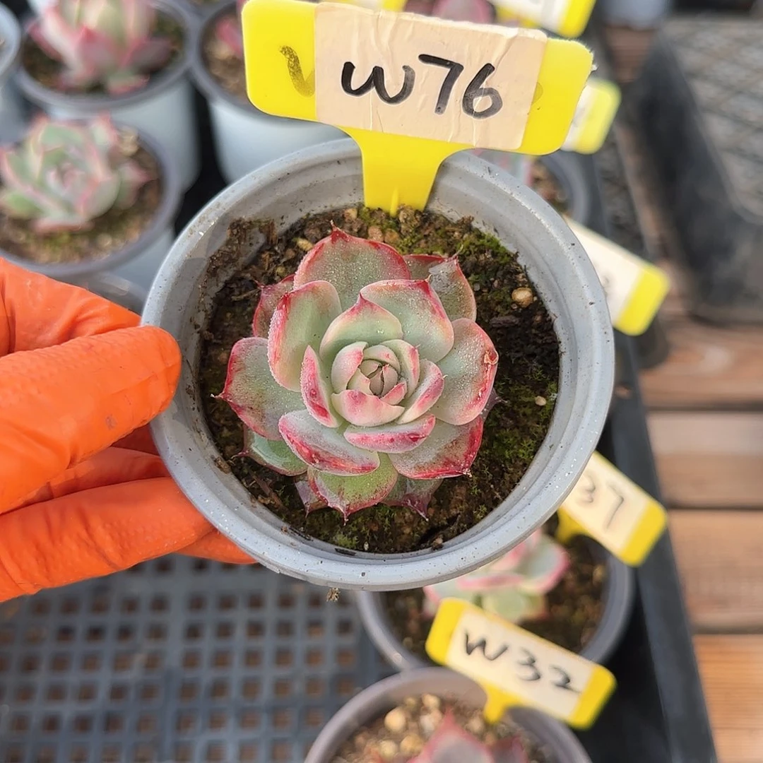 浅**凉W76惊鸿单头多肉