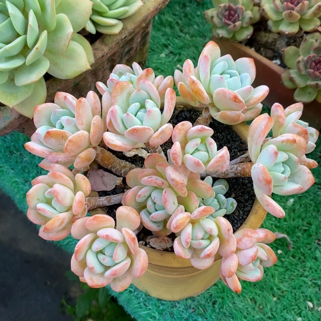 冷香多肉植物盆栽