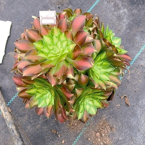 807韶华多肉植物