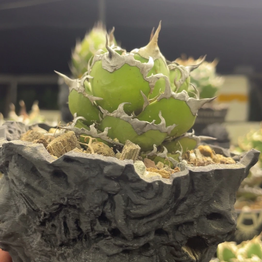 凯撒龙舌兰仁王冠