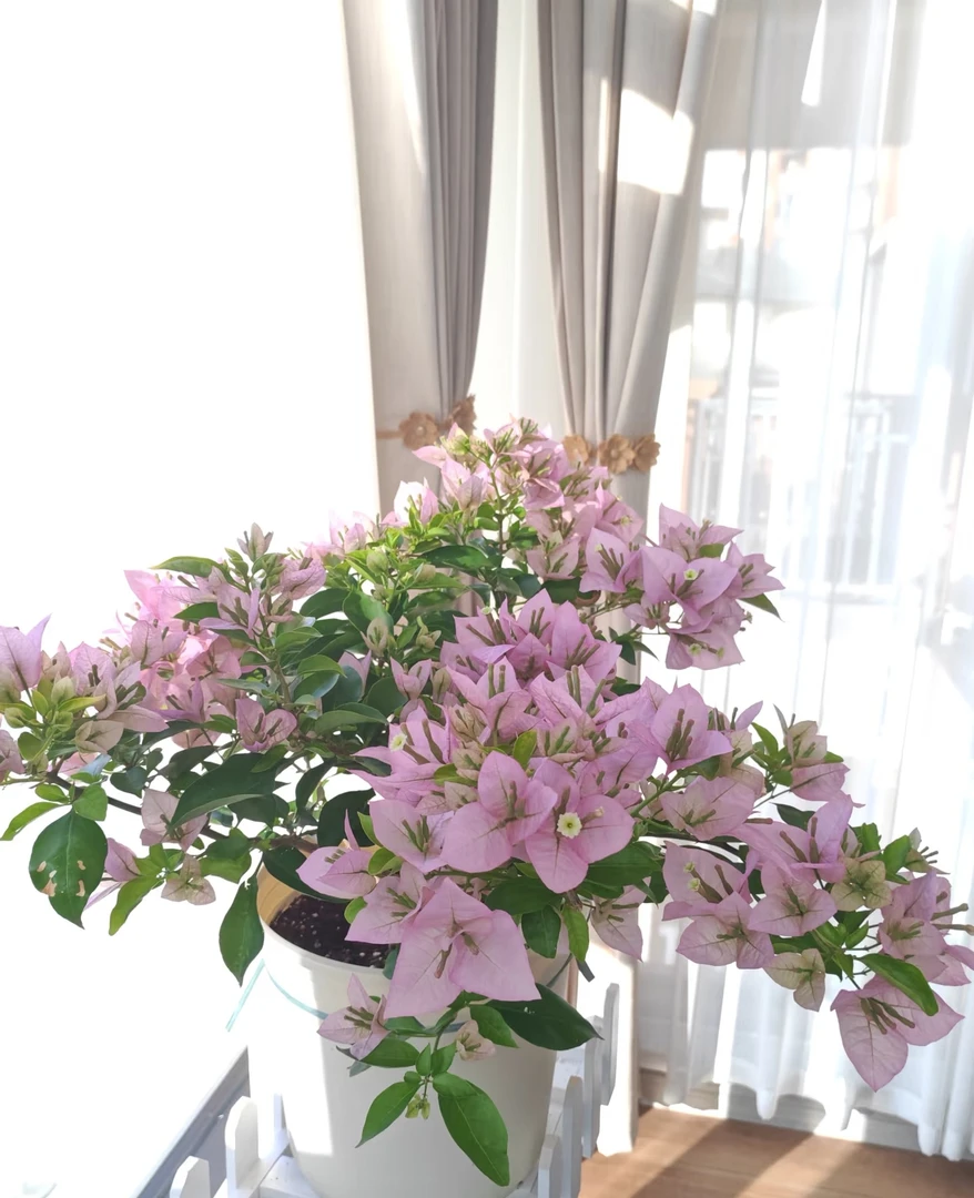 【粉天使】粉紫色勤花四季开花带花发货