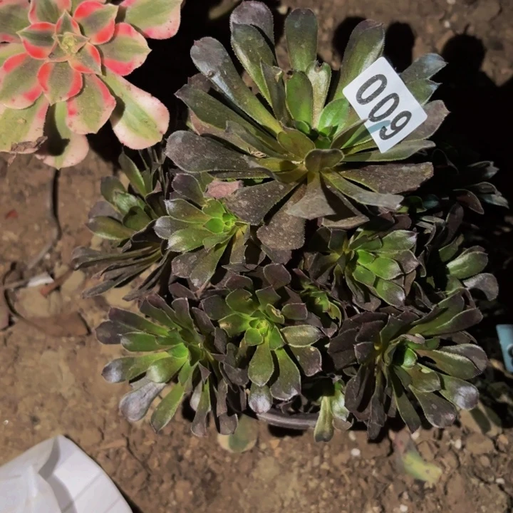 600小礼物多肉植物不售后